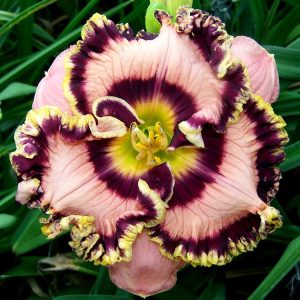 Hemerocallis 'Vegas Jackpot' New 2025