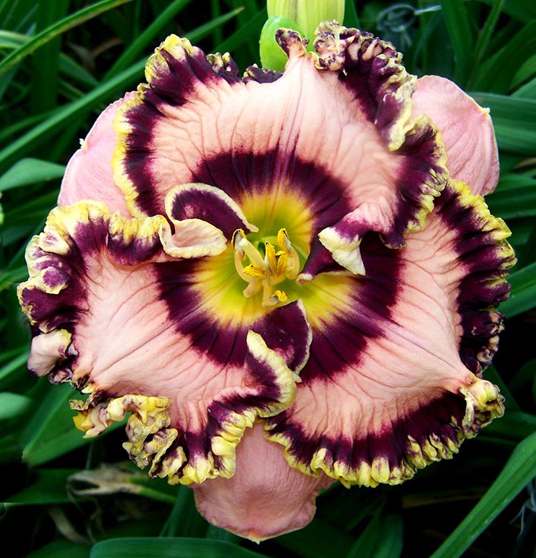 Hemerocallis 'Vegas Jackpot' New 2025