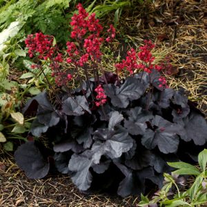 Heuchera 'Black Forest Cake'