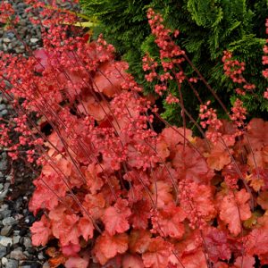 Heuchera 'Cherry Cola'