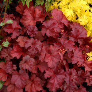 Heuchera 'Fire Chief'