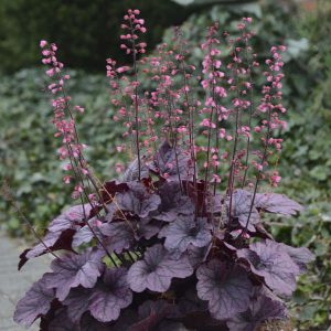 Heuchera 'Grape Timeless' New 2024