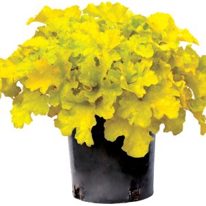 Heuchera 'Lemon Supreme' New 2026