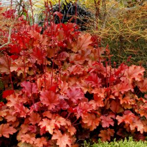 Heuchera