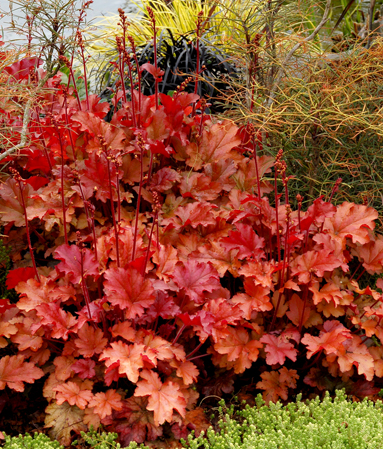 Heuchera 'Peach Flambe'