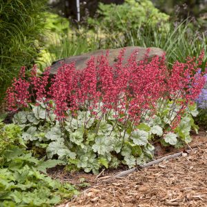 Heuchera 'Spearmint' New 2024