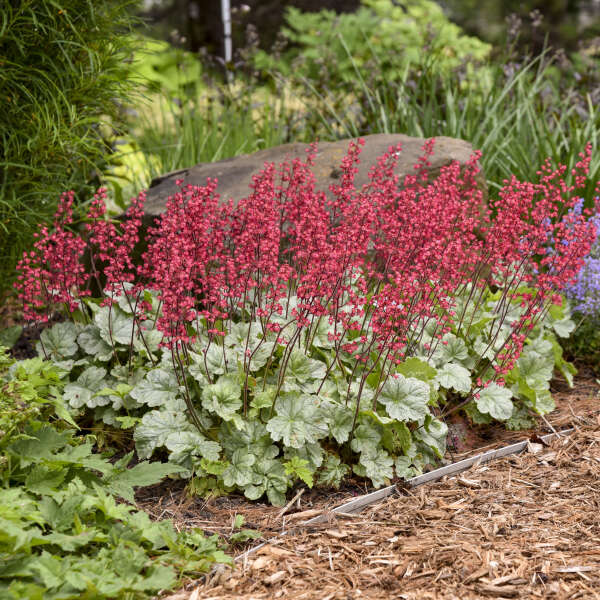 Heuchera 'Spearmint' New 2024