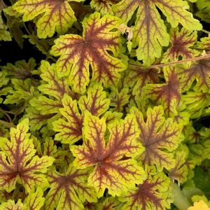 Heucherella 'Capture the Flag' New 2024