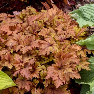 Heucherella 'Copper King' New 2025