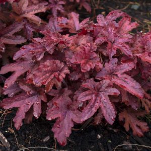 Heucherella 'Red Rover' New 2024