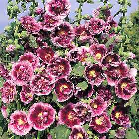 Alcea Hollyhock 'Creme de Cassis'