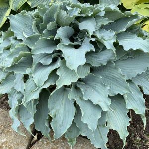 Dancing With Dragons, Hosta