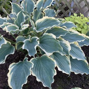 Hope Springs Eternal, Hosta