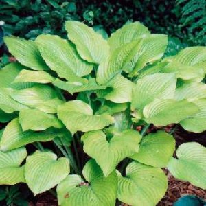 Ivory Tower, Hosta