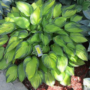 June Fever, Hosta