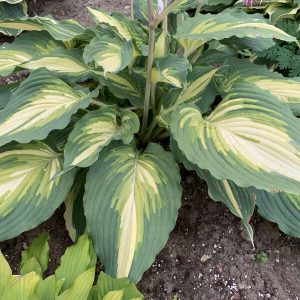 Love Story, Hosta New 2024
