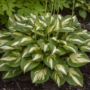 Miss America, Hosta