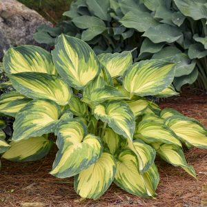 My Fair Lady, Hosta