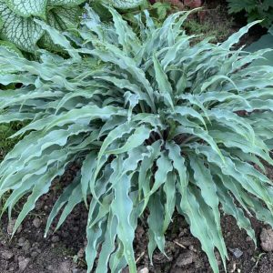Silly String, Hosta