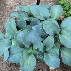 Silver Bullet, Hosta New 2024