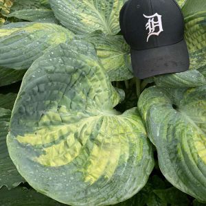 Sound of Music, Hosta