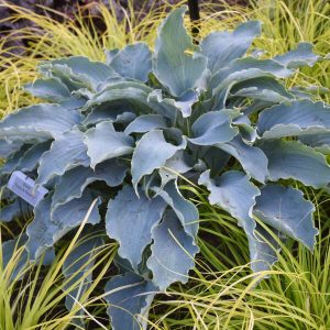 Tears in Heaven, Hosta