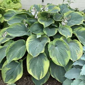Hosta