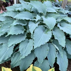 Wind Beneath My Wings, Hosta