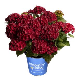 Hydrangea 'Cherry Go Round' New 2025