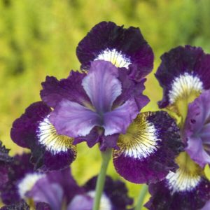 Iris Siberica 'Jewelled Crown'
