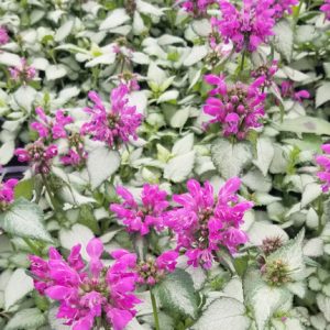 Lamium 'Beacon Silver'
