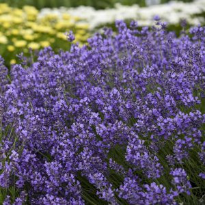 Lavendula 'Munstead'
