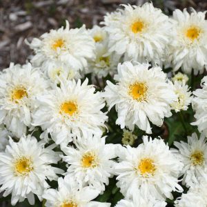 Leucanthemum 'Marshmallow'
