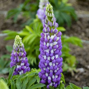 Lupin 'Mini Blue Bicolour'