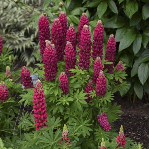 Lupin 'Mini Red'