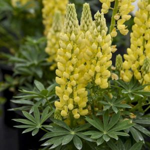 Lupin 'Mini Yellow'