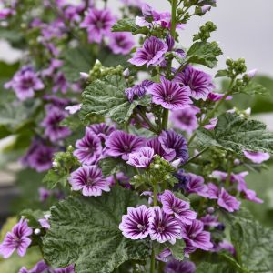 Malva 'Zebrina'