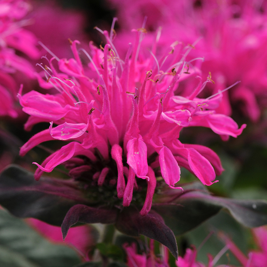 Monarda 'Balmy Rose' New 2026