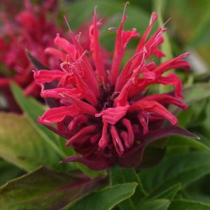 Monarda 'Bee Mine Red'