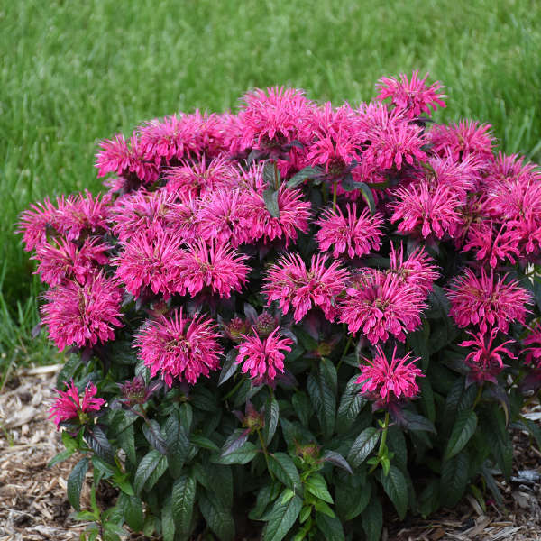 Monarda 'Berry Taffy'
