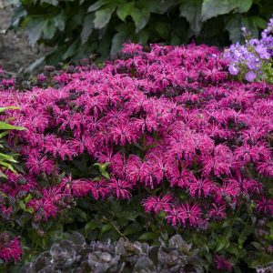 Monarda 'Leading Lady Razzberry' New 2024