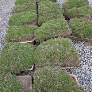 Thymus 'Serphyllum'