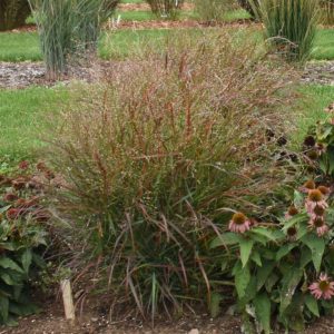 Grass Panicum 'Red Flame' New 2025