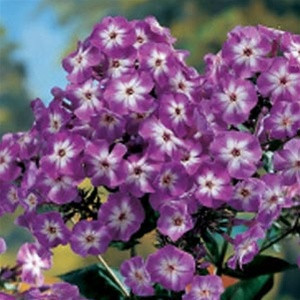 Phlox Paniculata 'Laura' New 2026