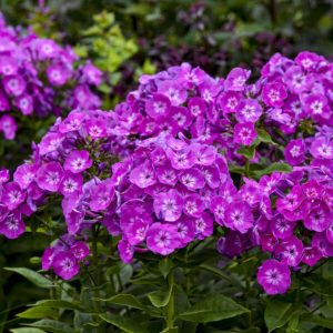 Phlox paniculata 'Dream Girl" New 2025