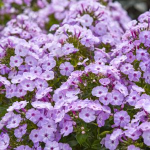 Phlox paniculata 'Fancy Girl' New 2025