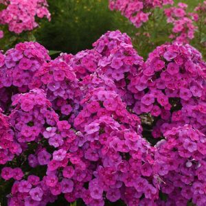 Phlox paniculata 'Material Girl' New 2024