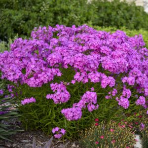 Phlox paniculata 'Opening Act Ultra Pink' New 2025