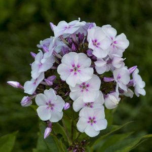 Phlox paniculata 'Party Girl' New 2025