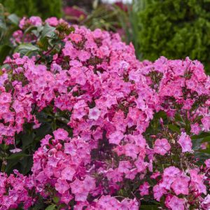 Phlox paniculata 'Pink Lightning' New 2025